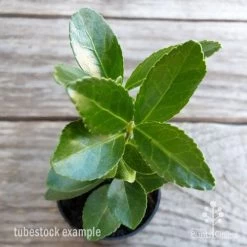 Euonymus Pierrolino - Variegated Spindle -Eco Garden Shop euonymus pierrolino tubestock