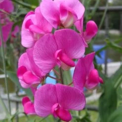 Sweet Pea Everlasting Mix - Seed -Eco Garden Shop everlasting pea closeup