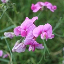 Sweet Pea Everlasting Mix - Seed -Eco Garden Shop everlasting pea pink closeup