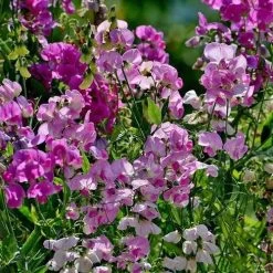 Sweet Pea Everlasting Mix - Seed -Eco Garden Shop everlasting peas in sun