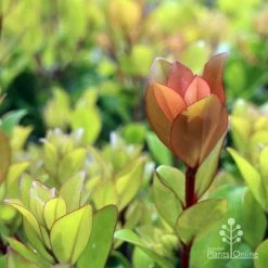 Metrosideros Little Ewan - Dwarf NZ Christmas Bush -Eco Garden Shop ewan leaf colour new