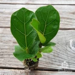 Ficus Lyrata Bambino - Fiddle Leaf Fig -Eco Garden Shop ficus bambino 2