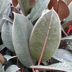 Ficus Elastica Burgundy - Rubber Plant -Eco Garden Shop ficus burgundy leaves