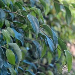 Ficus Benjamina Midnight Beauty - Weeping Fig -Eco Garden Shop ficus midnight beauty foliage