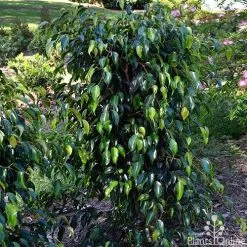 Ficus Benjamina Midnight Beauty - Weeping Fig -Eco Garden Shop ficus midnight beauty tall