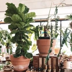 Ficus Lyrata - Fiddle Leaf Fig -Eco Garden Shop ficus lyrata in terracotta