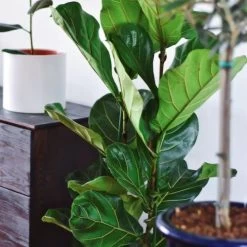 Ficus Lyrata - Fiddle Leaf Fig -Eco Garden Shop ficus lyrata leaf 500 1