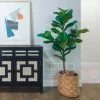 Ficus Lyrata - Fiddle Leaf Fig