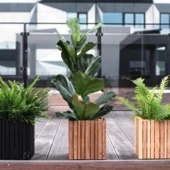 Ficus Lyrata - Fiddle Leaf Fig -Eco Garden Shop ficus lyrata wooden planter 500 1