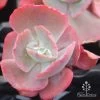 Echeveria Fire And Ice - Succulent