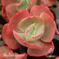 Echeveria Fire And Ice - Succulent -Eco Garden Shop fire ice top view
