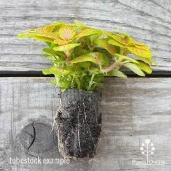Fittonia Skeleton - Snakeskin Plant 7 Fittonia Skeleton - Snakeskin Plant -Eco Garden Shop fittonia skeleton plug 500 1