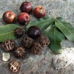 Burdekin Plum - Pleiogynium