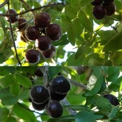 Burdekin Plum - Pleiogynium -Eco Garden Shop flickr tatters burdekin plum ripe