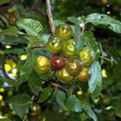 Burdekin Plum - Pleiogynium -Eco Garden Shop flickr tatters burdekin plum unripe