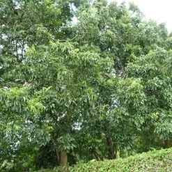 Burdekin Plum - Pleiogynium -Eco Garden Shop flickr wendy cutler burdekin plum