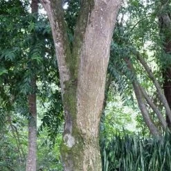 Burdekin Plum - Pleiogynium -Eco Garden Shop flickr wendy cutler burdekin plum bark
