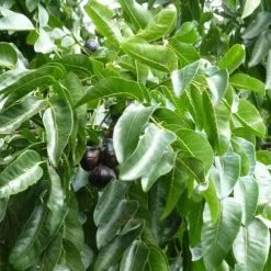 Burdekin Plum - Pleiogynium -Eco Garden Shop flickr wendy cutler burdekin plum fruits