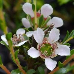 Leptospermum Liversidgei Mozzie Blocker -Eco Garden Shop flowers 2