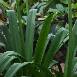 Agapanthus Purple Cloud -Eco Garden Shop foliage