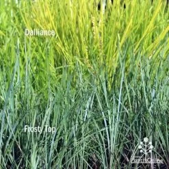 Lomandra Frosty Top -Eco Garden Shop frosty top against dalliance 1