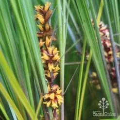 Lomandra Frosty Top -Eco Garden Shop frosty top lomandra flowers