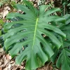 Monstera Deliciosa - Fruit Salad Plant, Swiss Cheese