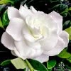 Gardenia True Love