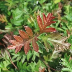 Grevillea Gaudichaudii -Eco Garden Shop gaudichadi grevillea leaf colour