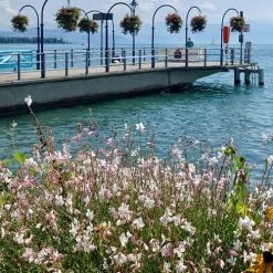 Gaura White 21 Gaura White -Eco Garden Shop gaura sea