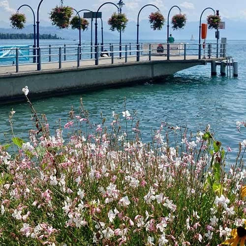 Gaura White 9 Gaura White - Image 9