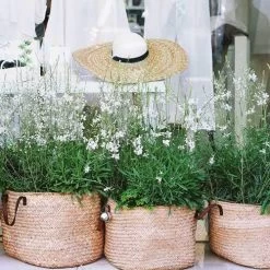 Gaura White 23 Gaura White -Eco Garden Shop gaura white baskets