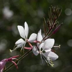 Gaura White 24 Gaura White -Eco Garden Shop gaura white close