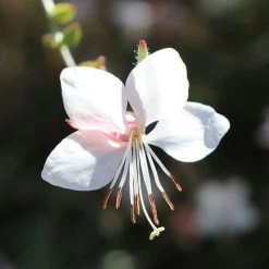 Gaura White 15 Gaura White -Eco Garden Shop gaura white flower