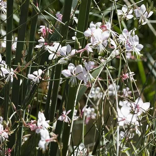 Gaura White 8 Gaura White - Image 8