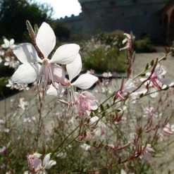 Gaura White 19 Gaura White -Eco Garden Shop gaura white sunlit