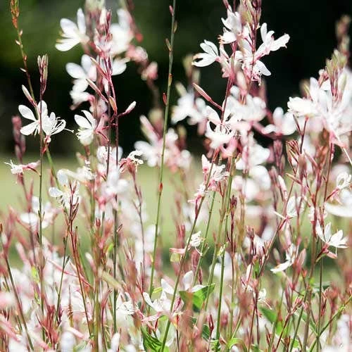 Gaura White 1 Gaura White