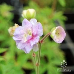 Geranium Summer Skies -Eco Garden Shop geranium summer skies closeup
