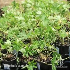 Geranium Summer Skies -Eco Garden Shop geranium summer skies tubes 3