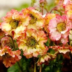 Geum Pretticoats Peach -Eco Garden Shop geum pretticoats peach 1