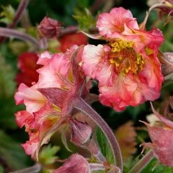 Geum Pretticoats Peach -Eco Garden Shop geum pretticoats peach 3