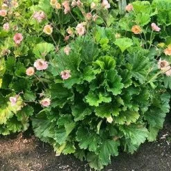 Geum Pretticoats Peach -Eco Garden Shop geum pretticoats peach leaves