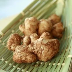 Zingiber - Edible Ginger