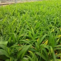 Zingiber - Edible Ginger -Eco Garden Shop ginger plugs 500