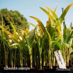 Golden Cane Palm - Dypsis 5 Golden Cane Palm - Dypsis -Eco Garden Shop golden cane tube 2