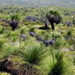 Xanthorrhoea - Grass Tree -Eco Garden Shop grass tree landscape 2