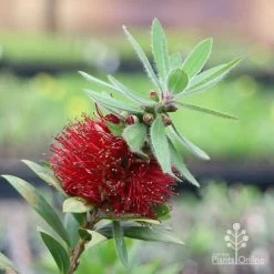 Callistemon Green John -Eco Garden Shop green john flowering