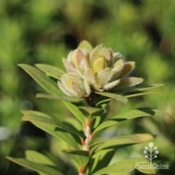 Callistemon Green John -Eco Garden Shop green john new growth