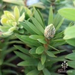 Callistemon Green John -Eco Garden Shop green john new shoot