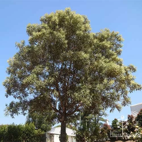 Grevillea Baileyana - Brown Silky Oak 4 Grevillea Baileyana - Brown Silky Oak - Image 4